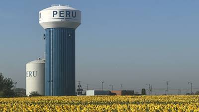 Photos: Peru sunflower field in full bloom 