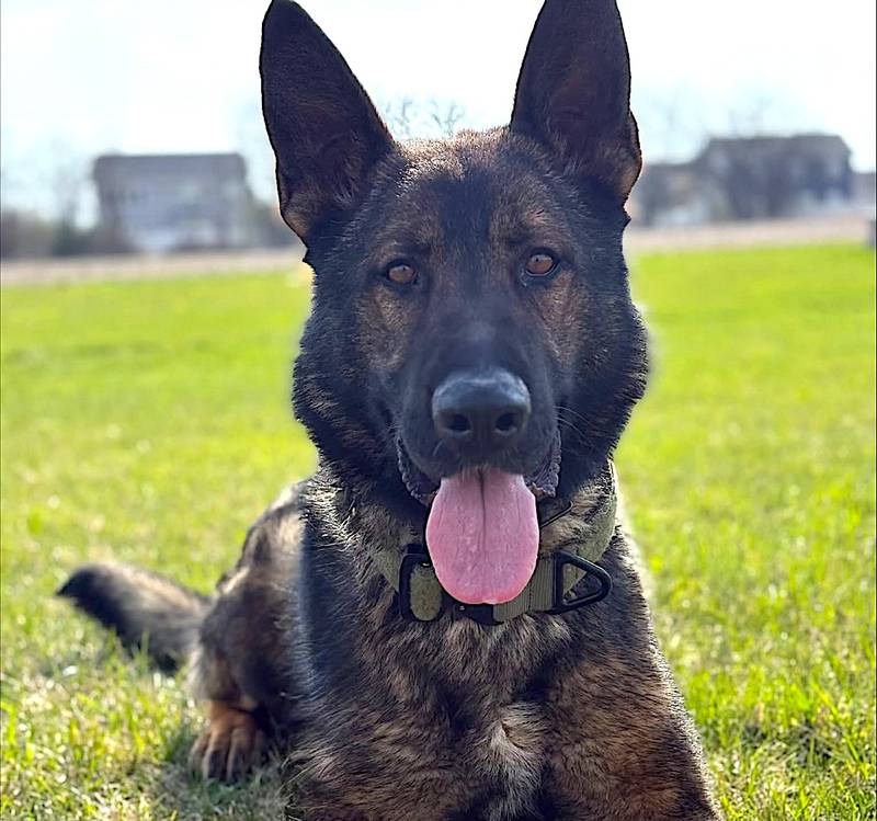 Edo, a K9 member of the Will County Sheriff's Office K9 unit. Photo provided by courtesy of the sheriff's office.