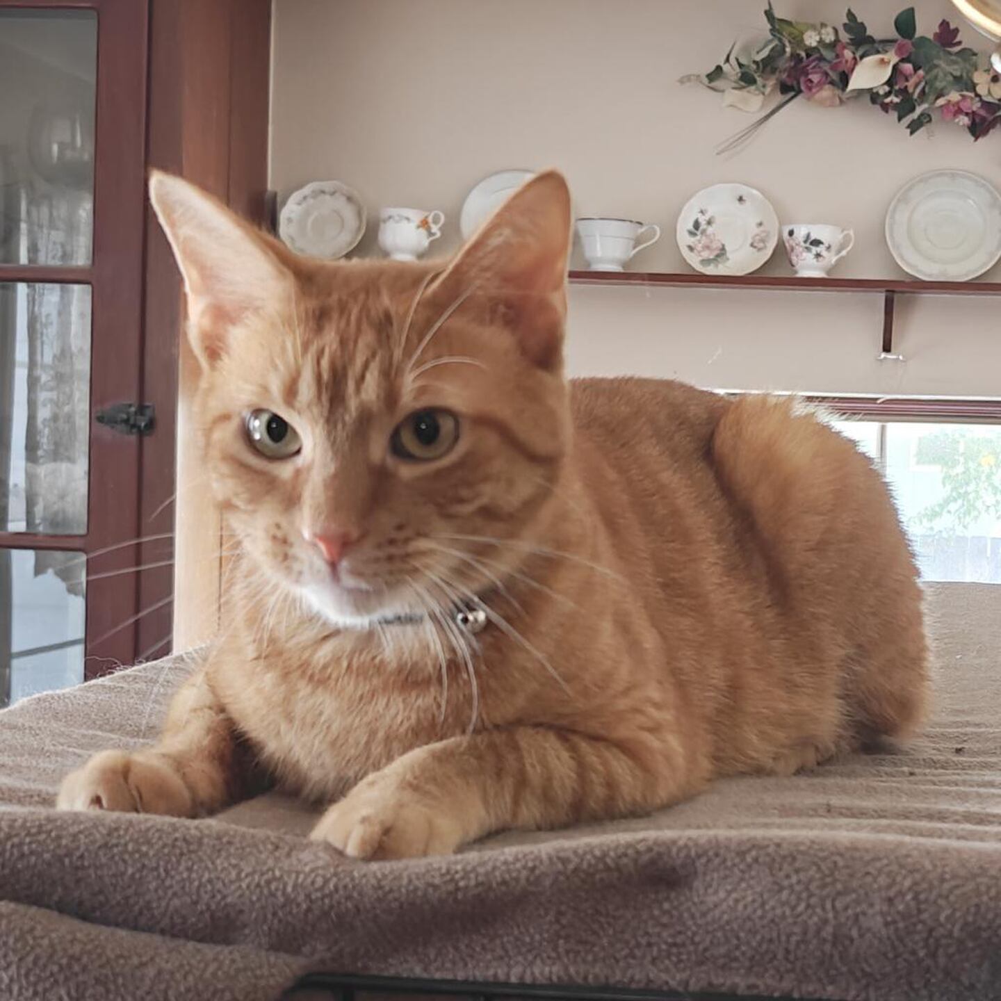 Rajah was left behind in an apartment when his previous owners moved. He is sweet, affectionate, friendly and talkative. He prefers wet food to dry and gets along with children and other cats. To meet Rajah, visit ForgetMeNotRescue.com/adoptables.