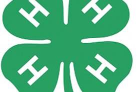 Join Clover Bud club with introduction series