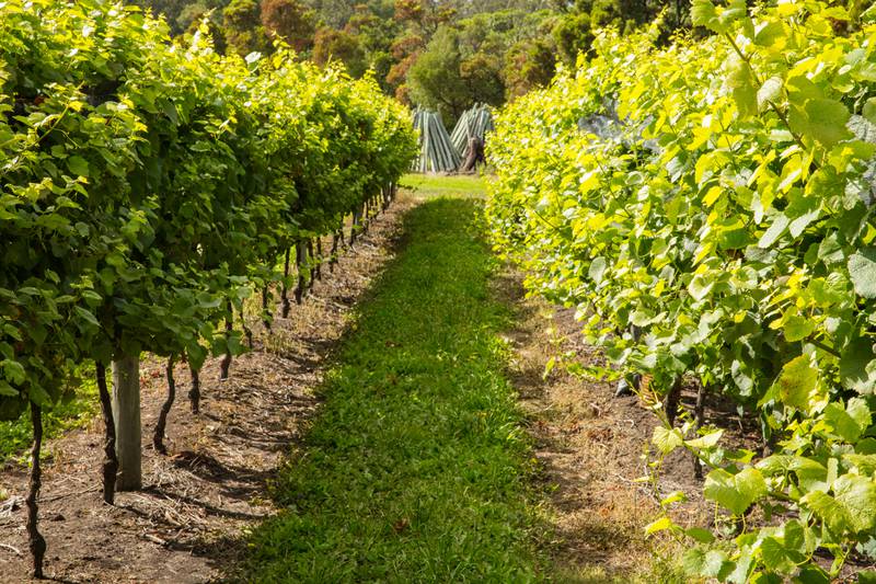 Trapiche vineyards produce some top wines in Argentina.
