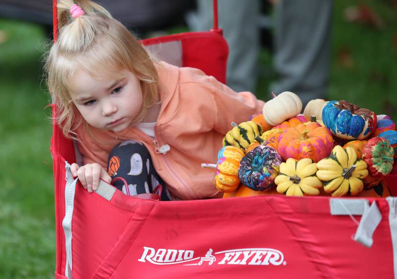 Rain or shine, it’s Sycamore Pumpkin Festival time Shaw Local