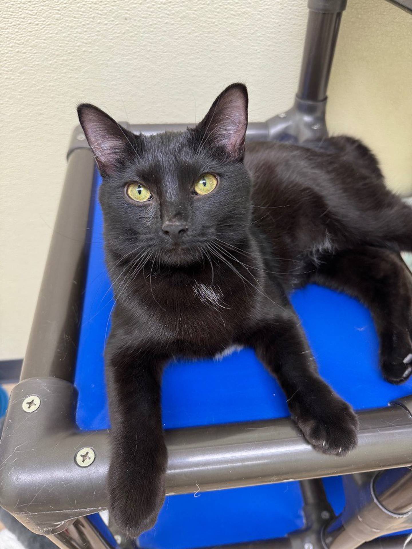 One-year-old Lotus can be a bit shy at first, but does enjoy pets and crawling into laps for cuddles. Lotus loves to play with toys, too. Email the Will County Humane Society at willcountyhumane.com and follow the instructions for the adoption process.