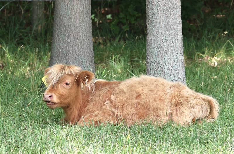 A cow, one of the animals at the 33-acre farm in Sycamore owned by the Ruth Project, relaxes in the shade Thursday, July 13, 2023, in a pasture at the farm. The Ruth Project is a group based in Elgin that provides support for foster parents and children.