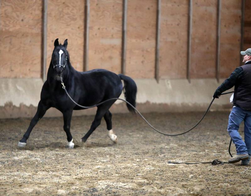 Horse Trainer Mitch Borenstein works with Prince at Casey’s Safe Haven in Maple Park.
