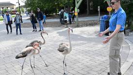 Brookfield Zoo welcomes American flamingo chicks