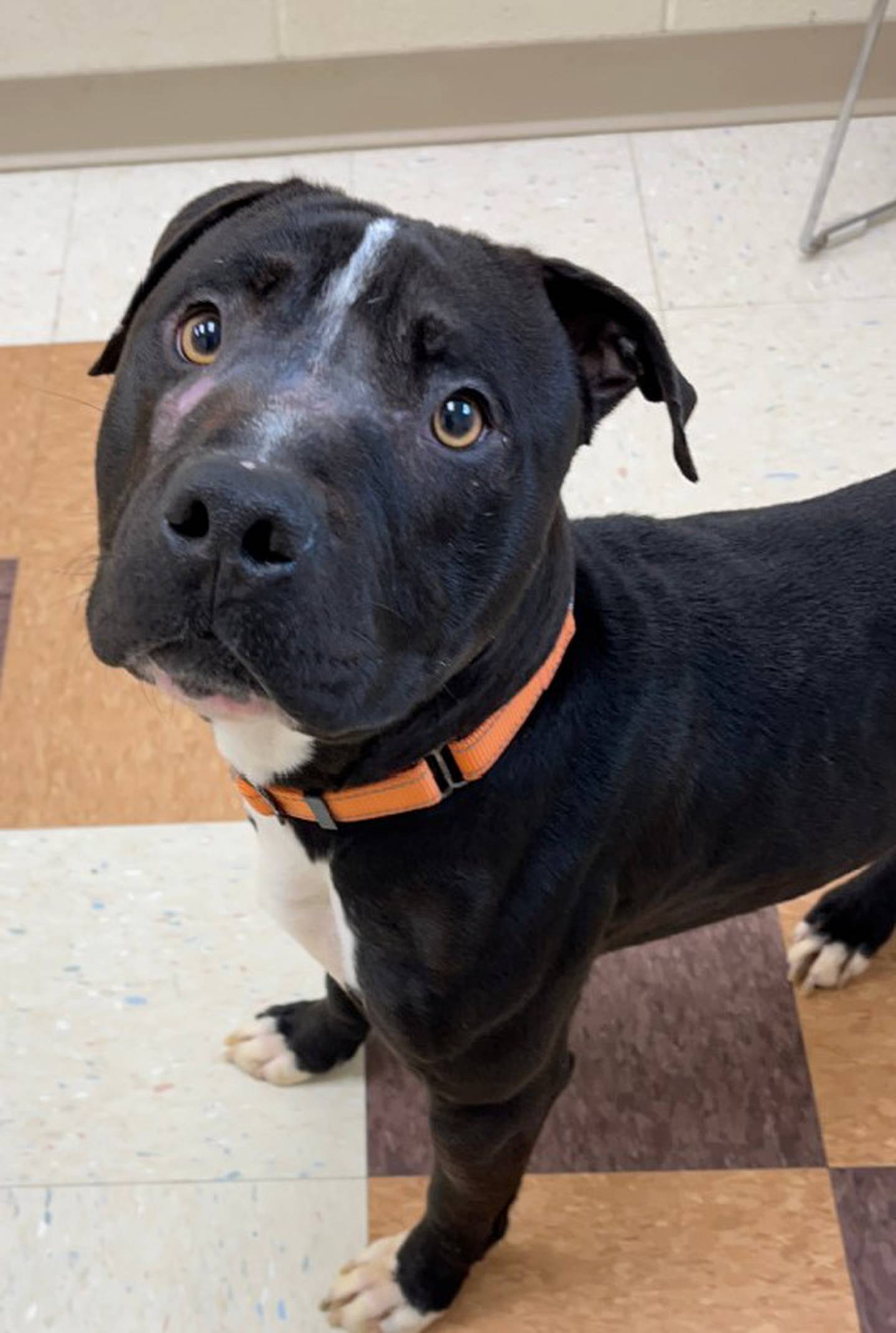 Antonio, a sweet and docile 2-year-old pittie, get along with dogs, cats, and kids. He takes treats gently and lights up at squeaker toys and balls. To meet Antonio, call Joliet Township Animal Control at 815-725-0333.