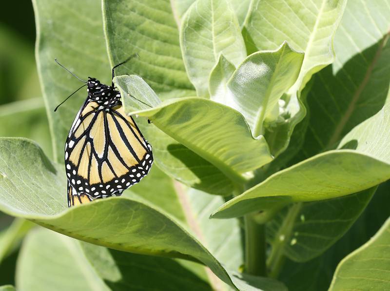 A monarch butterfly raised by Annakate Wagner on Friday, June 14, 2024, at her home in Cary. The family has a milkweed patch and raises butterflies in their backyard.