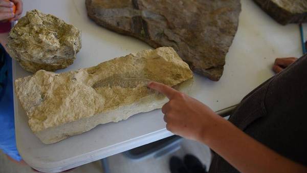 U of I Extension hosts fossil identification workshop