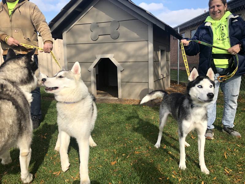 Flynn, Coraline and Keegan are rescues being fostered by Adopt-a-Husky, a Siberian Husky rescue serving Illinois and Wisconsin. The non-profit's annual Rig Rendezvous race and fundraiser is set for Saturday, Nov. 11, in Woodstock.