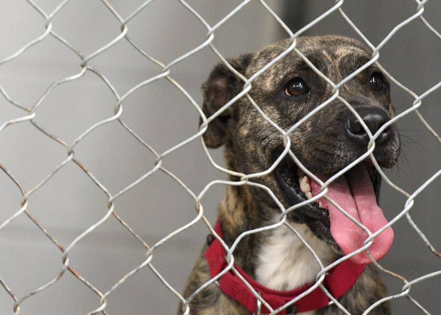 Ophelia, a 2-year-old pit bull, arrived Friday at Anderson Humane in South Elgin. She was in a Florida shelter that needed more room after taking in dogs displaced during Hurricane Ian.