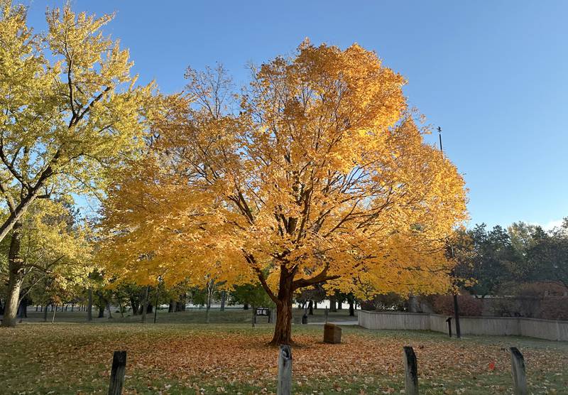 A yellow maple tree is in full peak on Thursday, Oct. 24, 2024 at the Starved Rock Visitors Center.