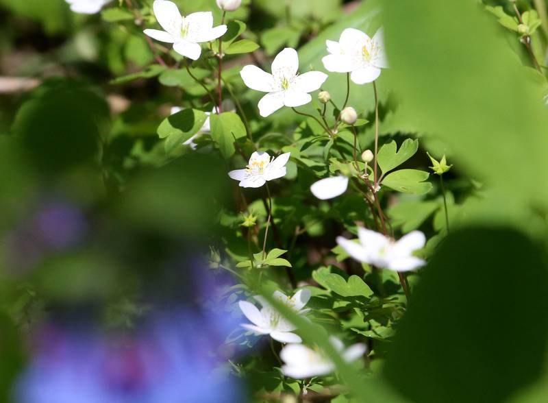 False rue anemone blooms on the trailhead to Illinois Canyon on Tuesday, April 22, 2025 at Starved Rock State Park.