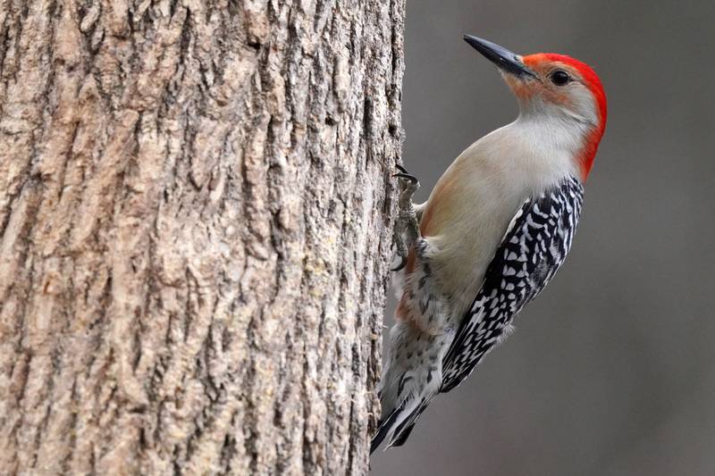 Knock on wood: Instead of singing to declare their territory, woodpeckers drum on trees and other resonant surfaces. Several structural adaptations protect the birds’ brains from damage.
