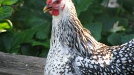 2 runaway dogs kill 35 chickens in Geneva Township