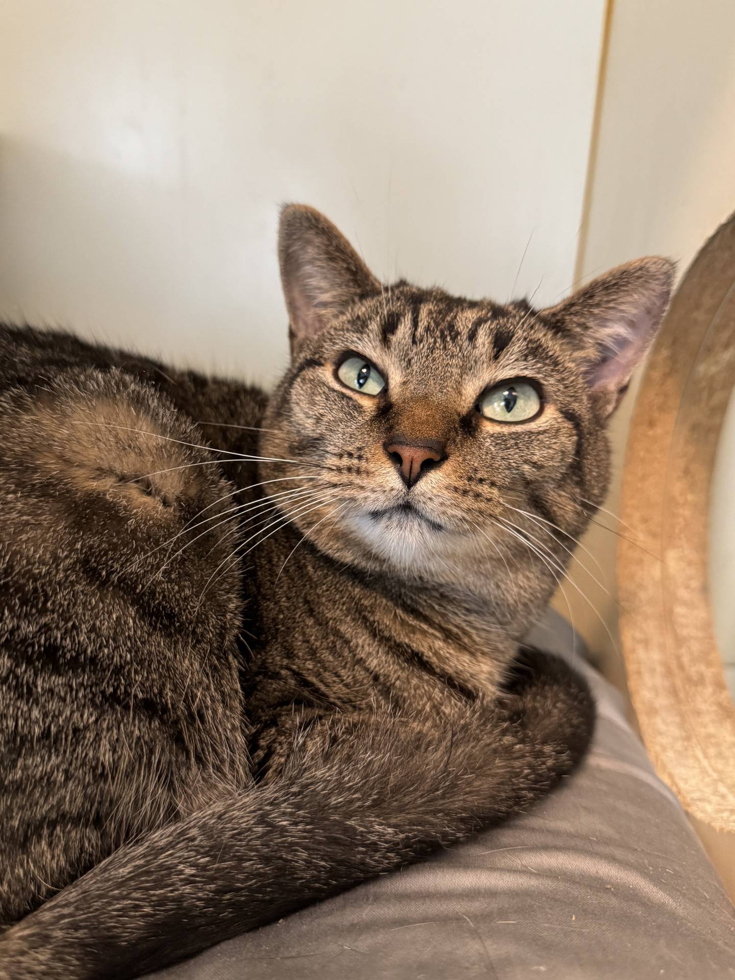 Miss Penny is 3-year-old female tabby that was relinquished to NAWS when her previous owners moved and could no longer care for her.  She has waited more than a year for a new home. Miss Penny is gentle, quiet and calm. She spends most of her day watching the activity of the other cats at the rescue.  She enjoys pets and attention but can be a timid initially. Once Miss Penny warms up, she enjoys the love.  Miss Penny needs a quiet home where she can be a couch companion and feel safe and loved again. To meet Miss Penny, email Catadoptions@nawsus.org. Visit nawsus.org.