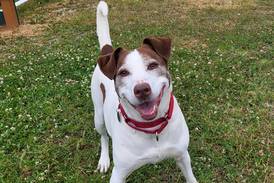 Adult dog ready for her close-up in a forever family