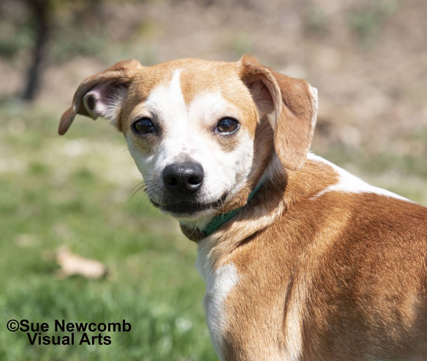 Zuma came to the shelter skinny, quivering and lost. Now that she’s gained some weight, her sweet personality is shining through. Zuma needs a patient and loving forever home. Contact the Will County Humane Society at willcountyhumane.com and follow the instructions for the adoption process.