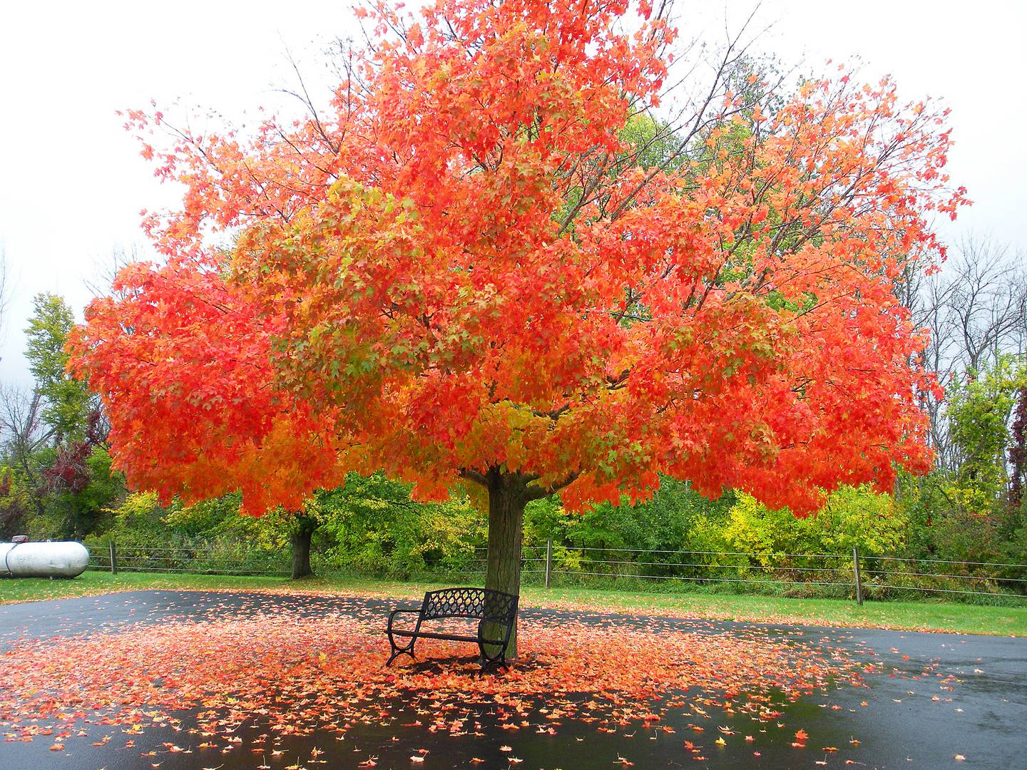 The bright colors of fall are a sight to see at Trinity Lutheran Church along the Elizabeth Blacktop south of Elizabeth.